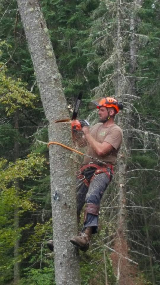 Arborist performing tree removal using climbing and chainsaw techniques in Coxsackie NY