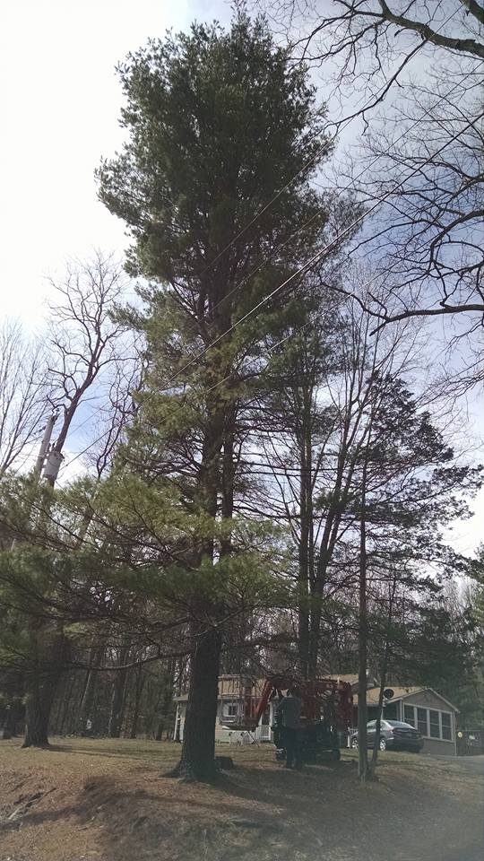 Tree trimming and pruning service on residential property in Catskill NY