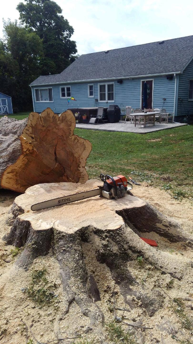 Arborist performing tree removal on residential property in Athens NY