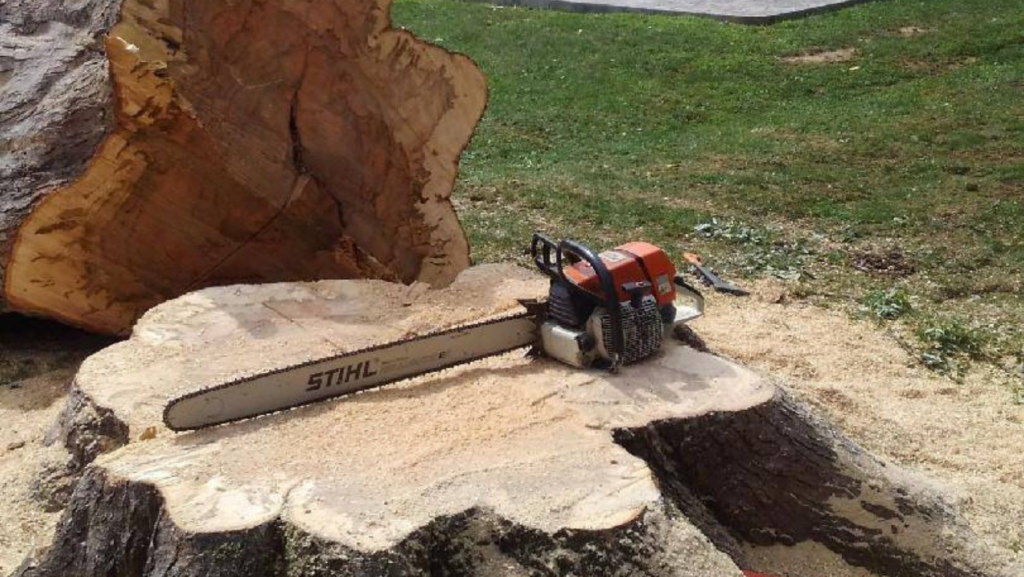 Large tree trunk cut during professional tree removal service