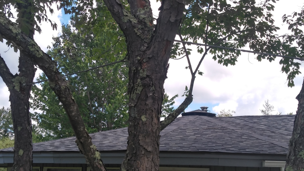 Professional arborist performing tree care high in a mature tree