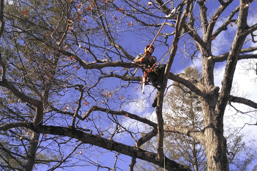 Pruning & trimming photo for Powell's Tree Care Inc.