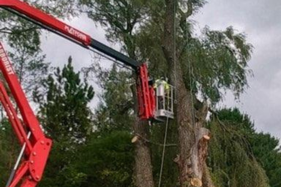 Tree Removal photo for Powell's Tree Care Inc.