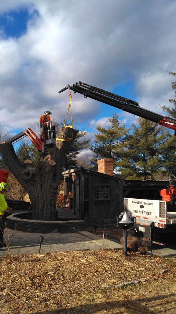 Professional tree removal crew cutting large tree near home using crane equipment